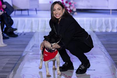 Dogs on the Catwalk in Budapest-stock-photo