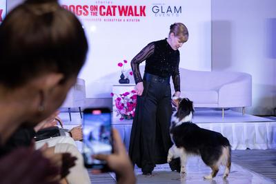 Dogs on the Catwalk in Budapest-stock-photo