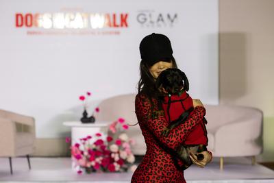 Dogs on the Catwalk in Budapest-stock-foto