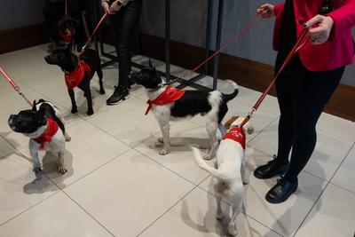 Dogs on the Catwalk in Budapest-stock-foto