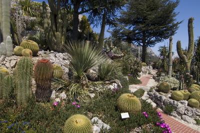 Botanic garden (Jardin Exotique), Eze village, Alpes Maritimes, Provence, Cote d'Azur, France, Europe-stock-photo