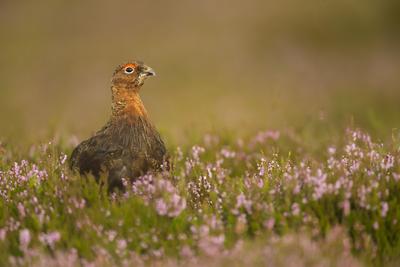 Red Grouse(Lagopus lagopus),Yorkshire Dales, England,United Kingdom,Europe-stock-photo