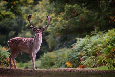 Fallow Deer (Dama dama) in an autumnal forest, Bradgate, England, United Kingdom, Europe-stock-photo