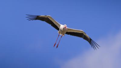Gólya ereszkedik siklórepülésben-stock-foto