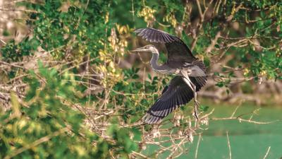 Gemenci szürke gém leszáll a fára-stock-foto