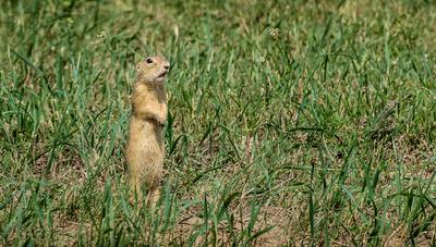 Közönséges ürge a zöld fűben csodálkozva áll-stock-foto