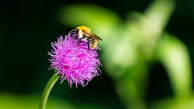 Méhecske beporozza a virágot-stock-foto