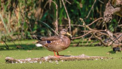 Vadkacsa tollászkodik a farönkön-stock-foto