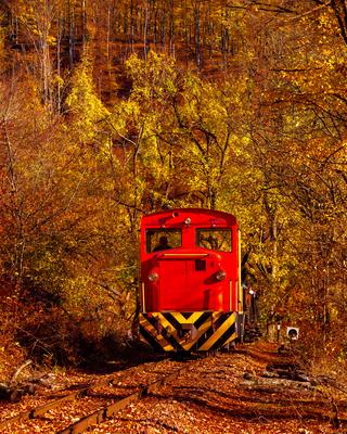 Forest train, Children's train-stock-foto