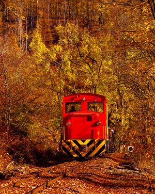 Forest train, Children's train-stock-photo