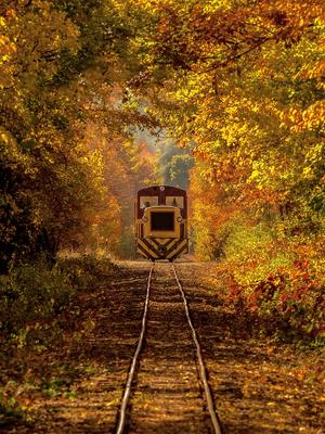 Forest train in Mtra hills.-stock-photo