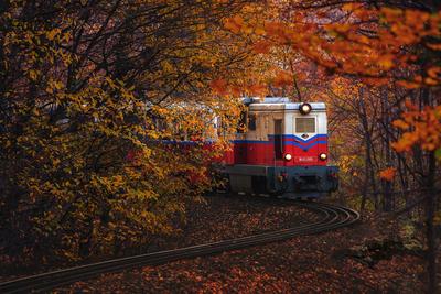 Forest train, Children's train-stock-photo