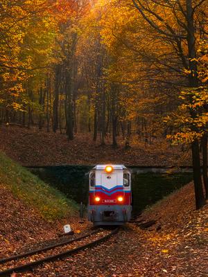 Forest train, Children's train-stock-photo