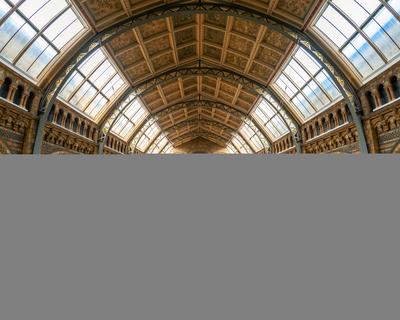 11.08.2019. London, UK. Hall of Natural historical museum.-stock-photo