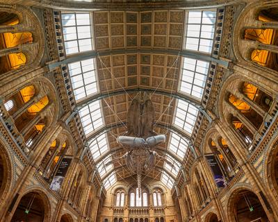 11.08.2019. London, UK. Hall of Natural historical museum.-stock-photo