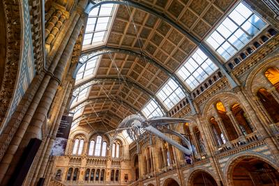 11.08.2019. London, UK. Hall of Natural historical museum.-stock-photo