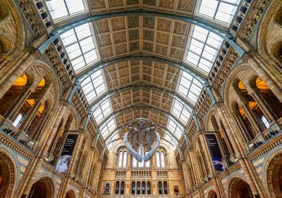 11.08.2019. London, UK. Hall of Natural historical museum.-stock-photo