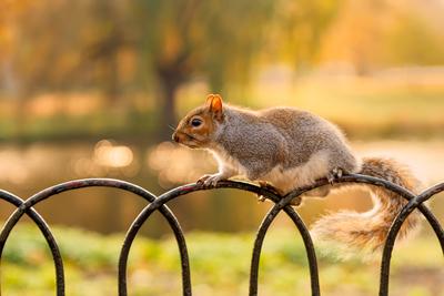 Squirrel in St James Park, London.-stock-photo