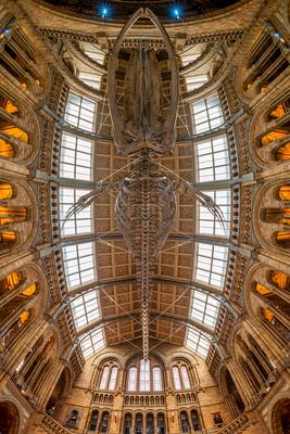 11.08.2019. London, UK. Hall of Natural historical museum.-stock-photo