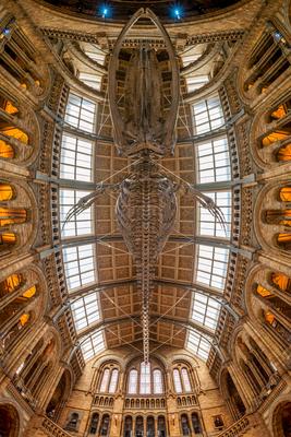 11.08.2019. London, UK. Hall of Natural historical museum.-stock-foto