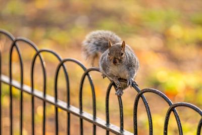 Squirrel in St James Park, London.-stock-photo