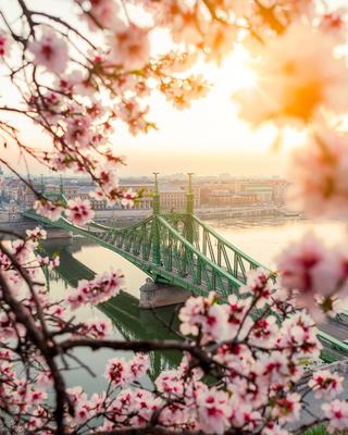 Europe Hungary Budapest Liberty bridge spring-stock-foto