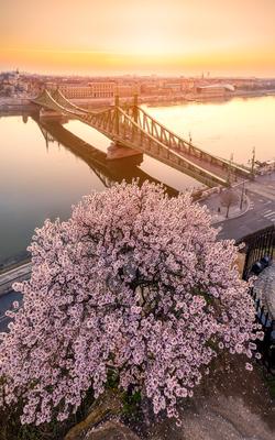 Europe Hungary Budapest Liberty bridge spring-stock-foto