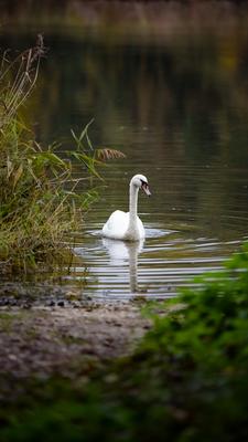 Kanyavar island Little balaton area in Hungary-stock-photo