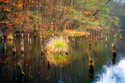 Unique lake in Hungary which name is Hubertlaki lake.-stock-photo