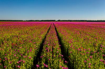 Detail of flowering poppy field in  purple colored poppy flowers-stock-photo