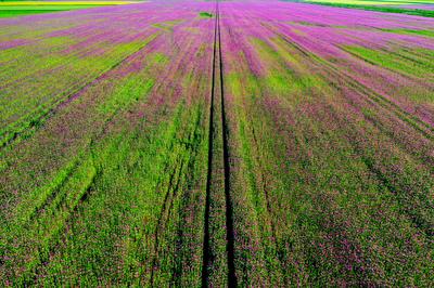 Detail of flowering poppy field in  purple colored poppy flowers-stock-foto