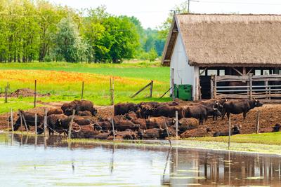 buffalo reserve aera in Hungary-stock-photo