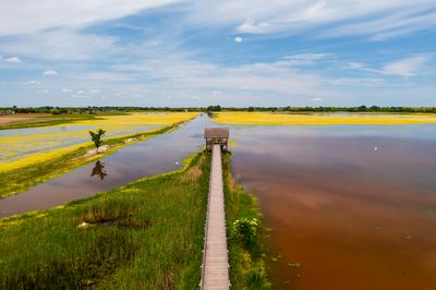 buffalo reserve aera in Hungary-stock-photo