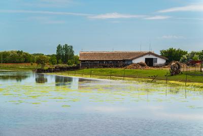 buffalo reserve aera in Hungary-stock-foto