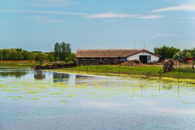 buffalo reserve aera in Hungary-stock-photo