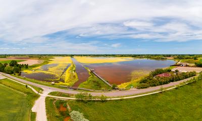 buffalo reserve aera in Hungary-stock-photo