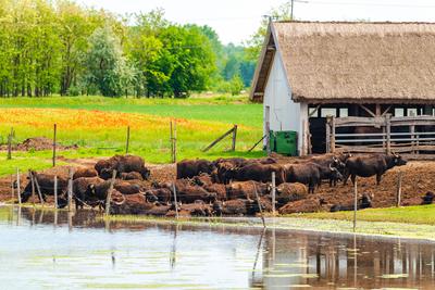 buffalo reserve aera in Hungary-stock-foto