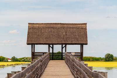 buffalo reserve aera in Hungary-stock-photo