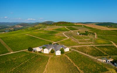 Vineyards in Tokaj region Hungary-stock-photo