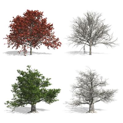 Beech-stock-foto