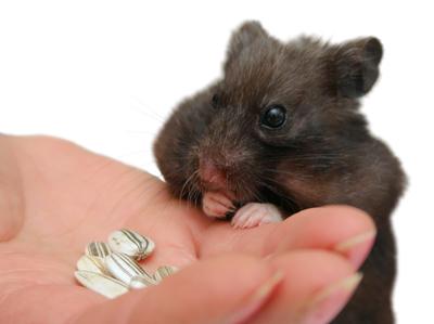 hamster-stock-foto