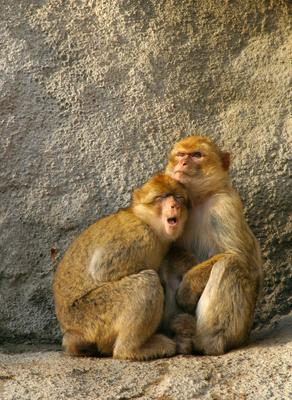 monkeys-stock-foto