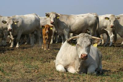 cow6-stock-foto