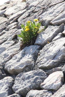 plant-stock-photo