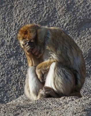 tired-stock-foto