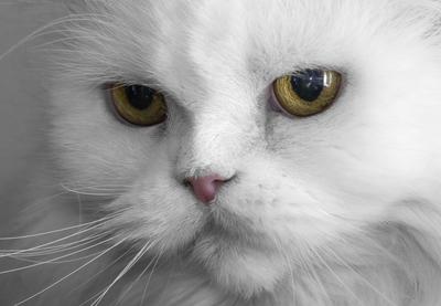 persiancat-stock-foto