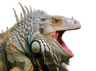 leguan-stock-foto