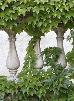Ornate stone fences overgrown with ivy.-stock-foto