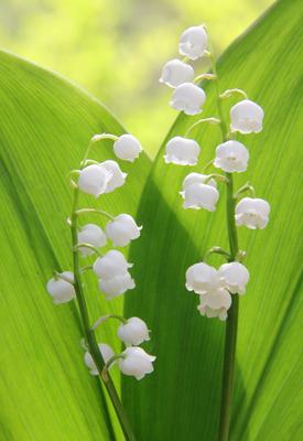 lily of the valley-stock-photo
