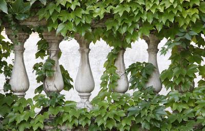 Ornate stone fences overgrown with ivy.-stock-foto